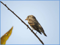 Zhangjiajie Golden Whip Stream Trail